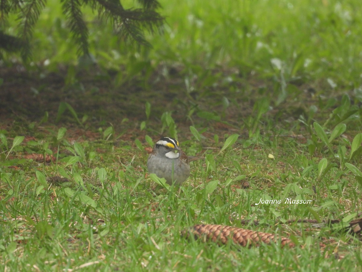 White-throated Sparrow - ML618680716