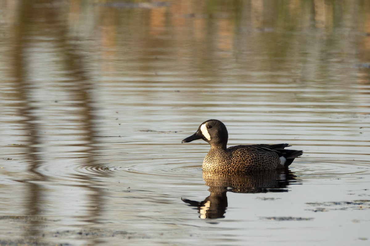Blue-winged Teal - ML618680731