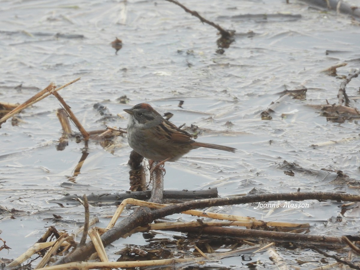 Swamp Sparrow - ML618680738