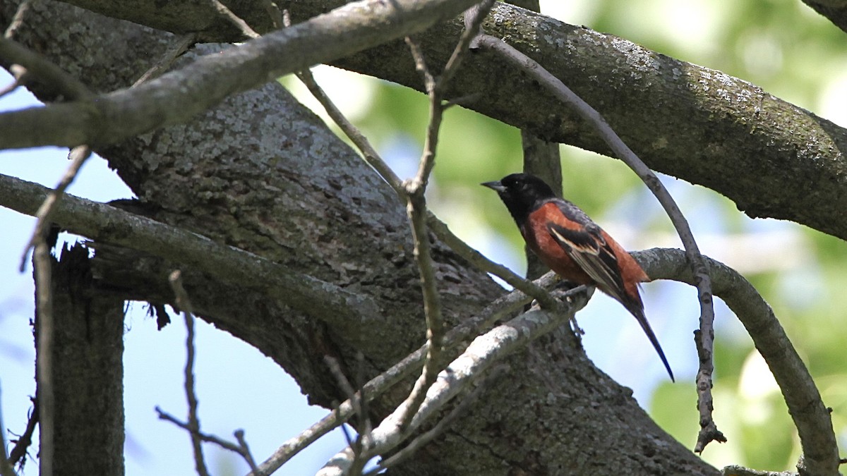Orchard Oriole - ML618680766