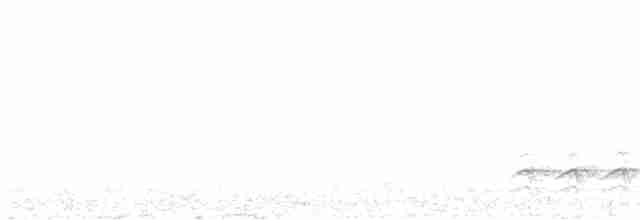 Beyaz Göğüslü Sıvacı (carolinensis) - ML618680768