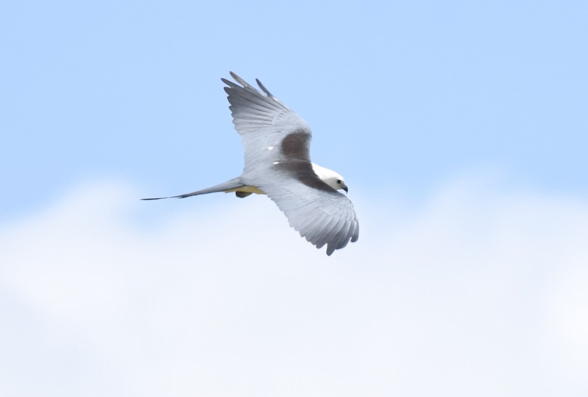 Swallow-tailed Kite - ML618680774