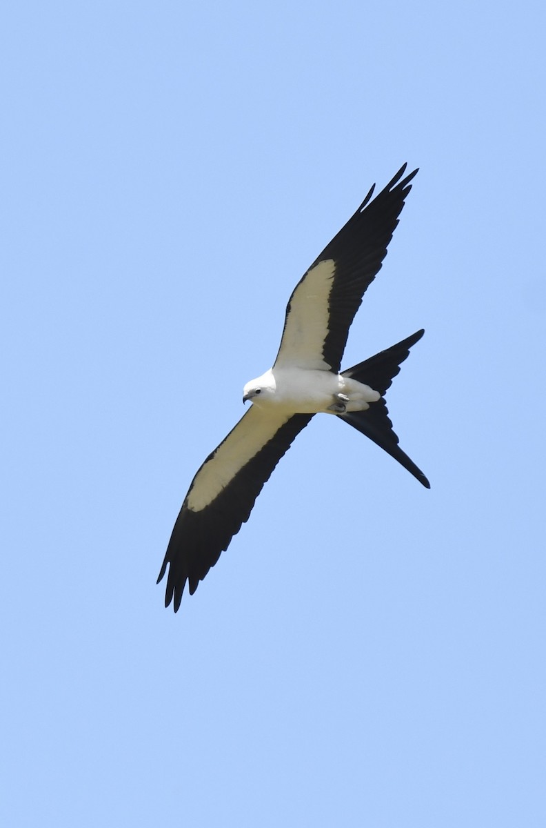 Swallow-tailed Kite - ML618680775