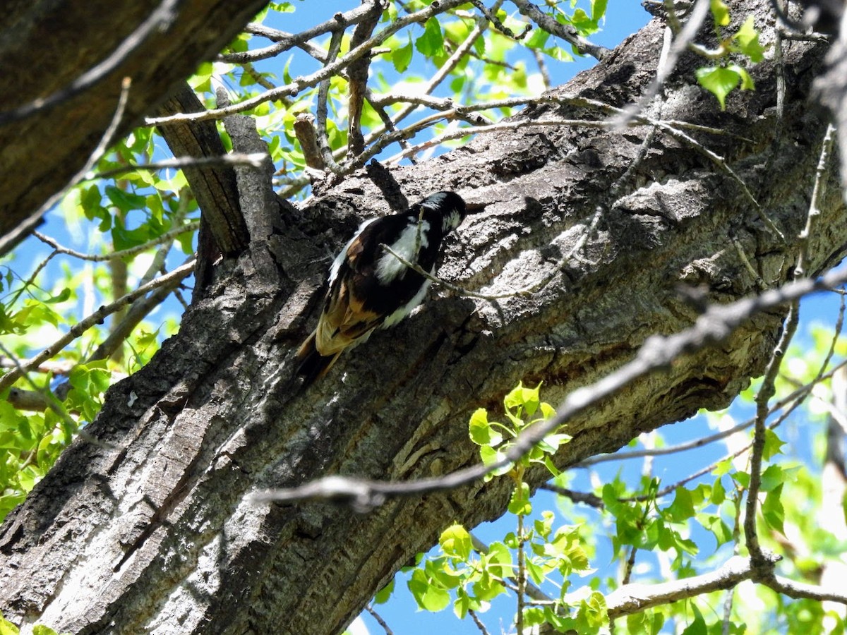 Hairy Woodpecker - patricia kuzma sell