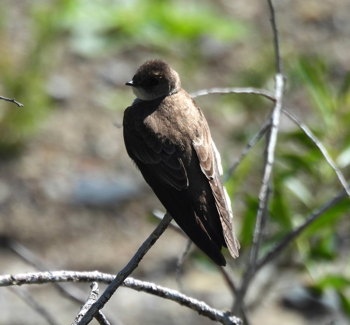 Northern Rough-winged Swallow - ML618680783
