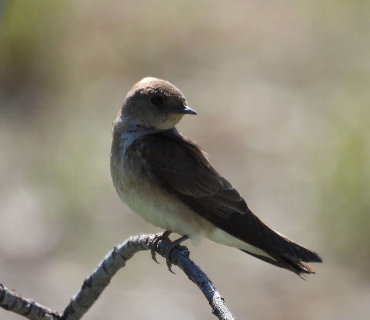 Northern Rough-winged Swallow - ML618680784