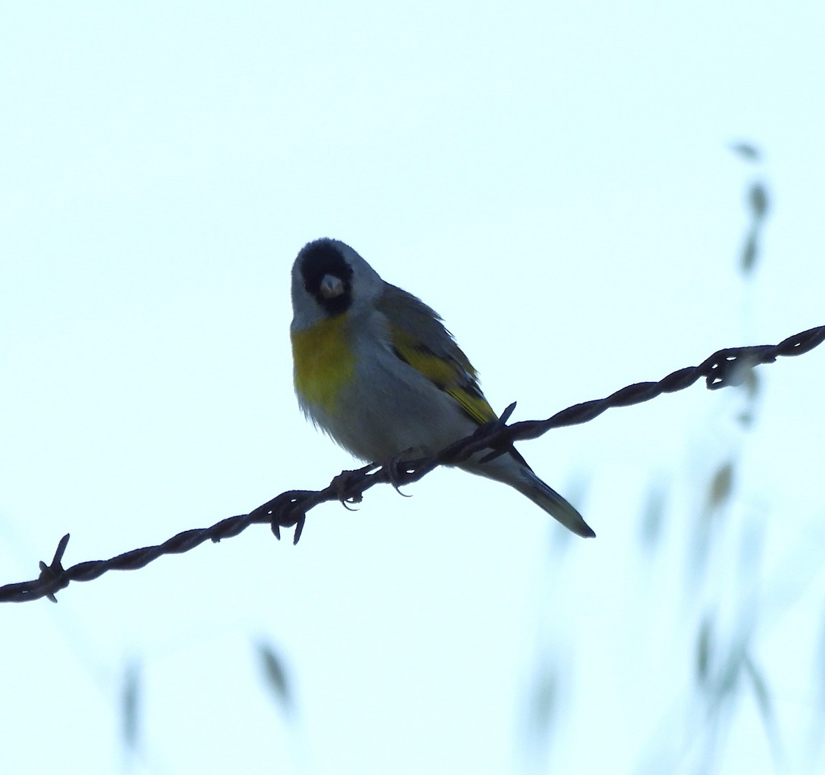 Lawrence's Goldfinch - ML618680789