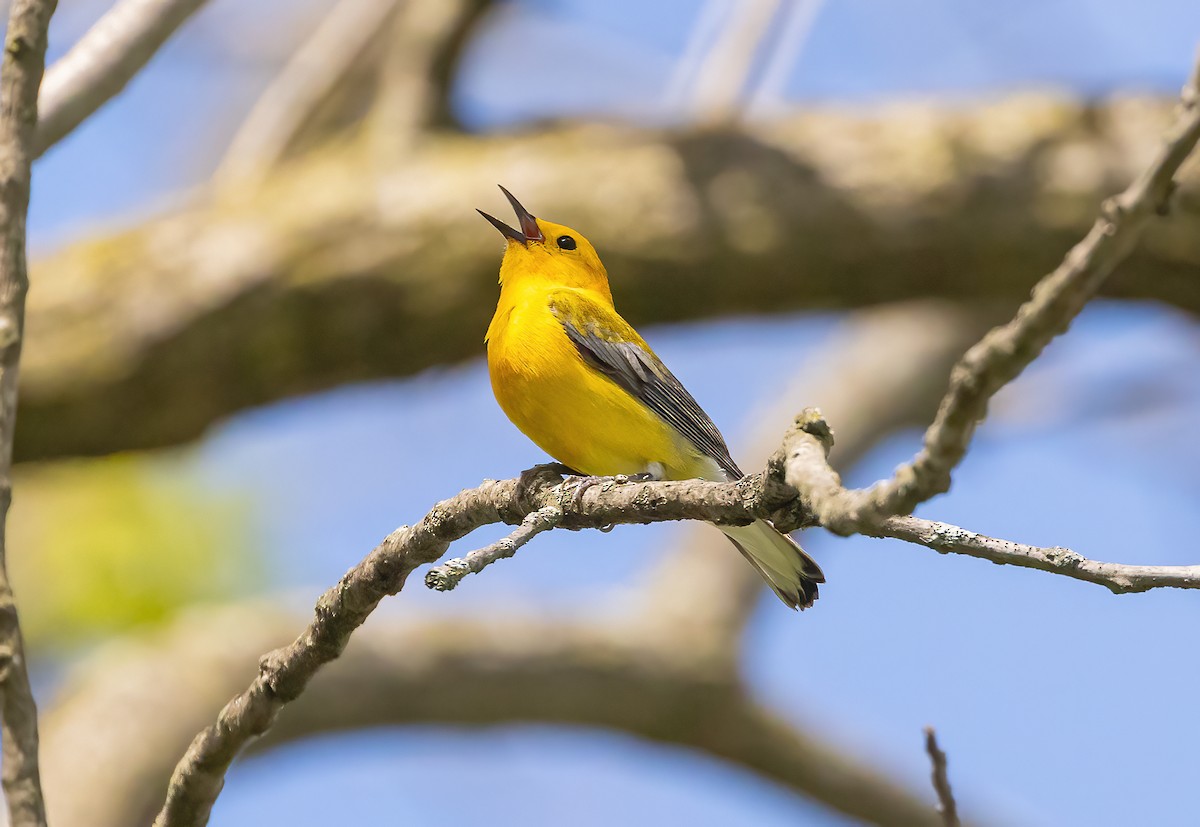 Prothonotary Warbler - Paul Poronto