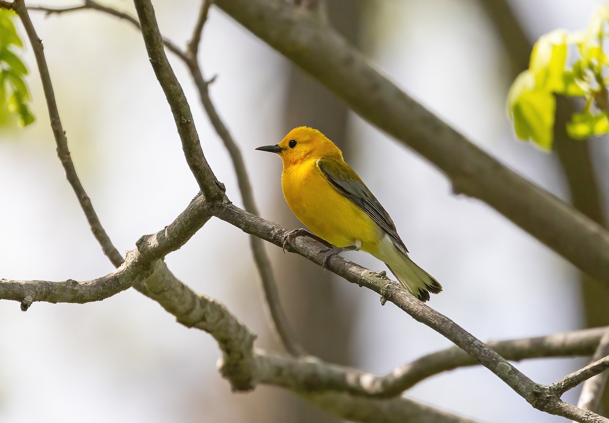 Prothonotary Warbler - ML618680802