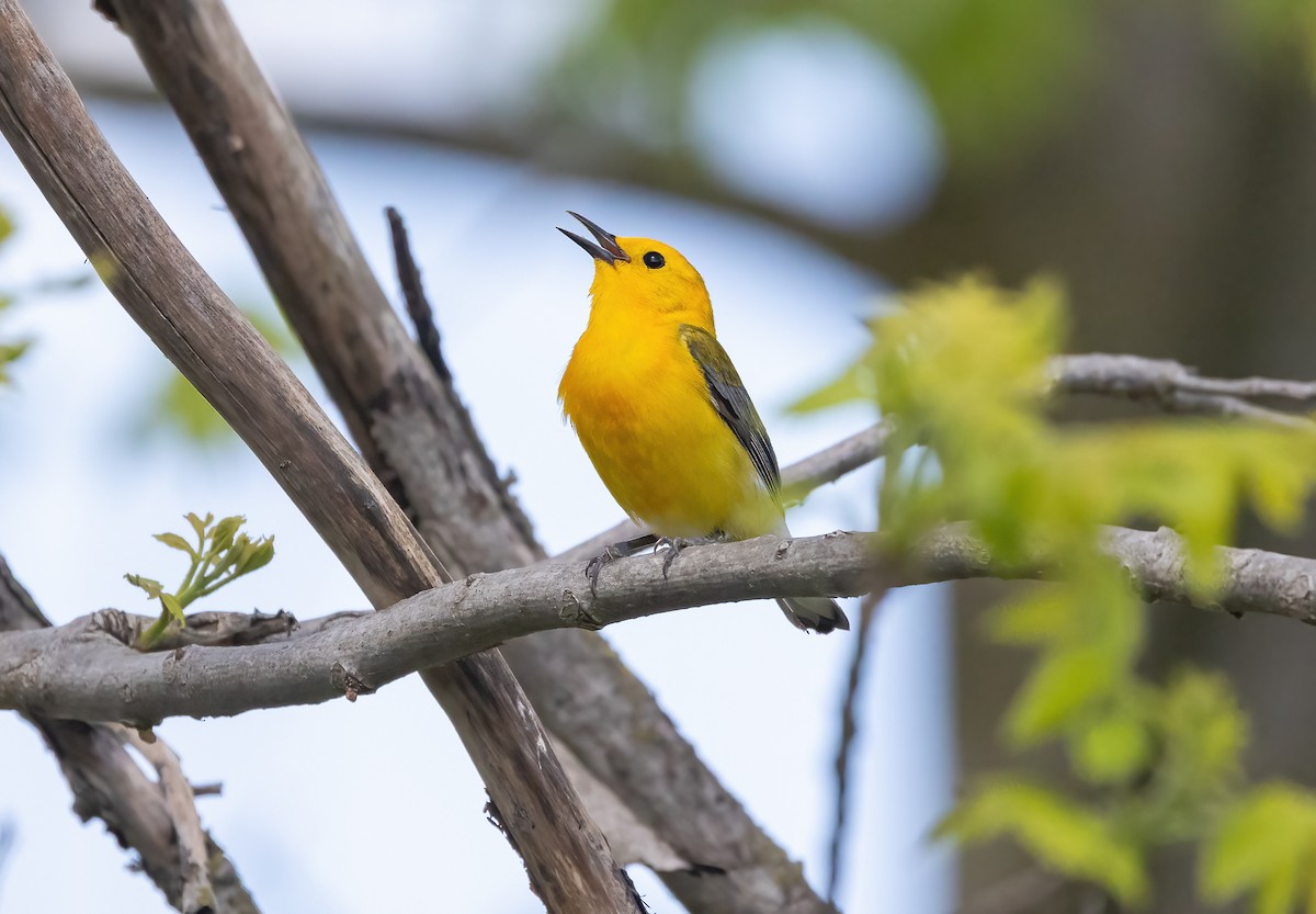 Prothonotary Warbler - ML618680803
