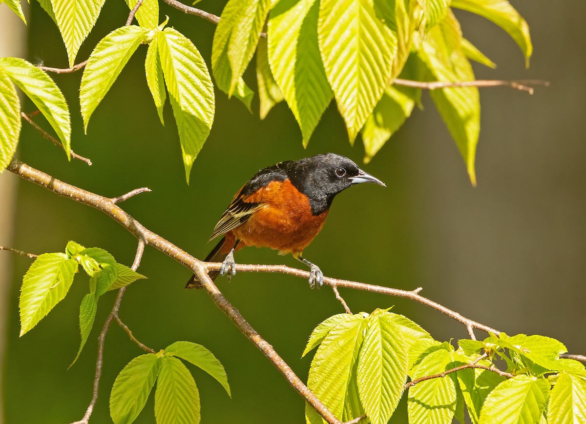 Orchard Oriole - ML618680840