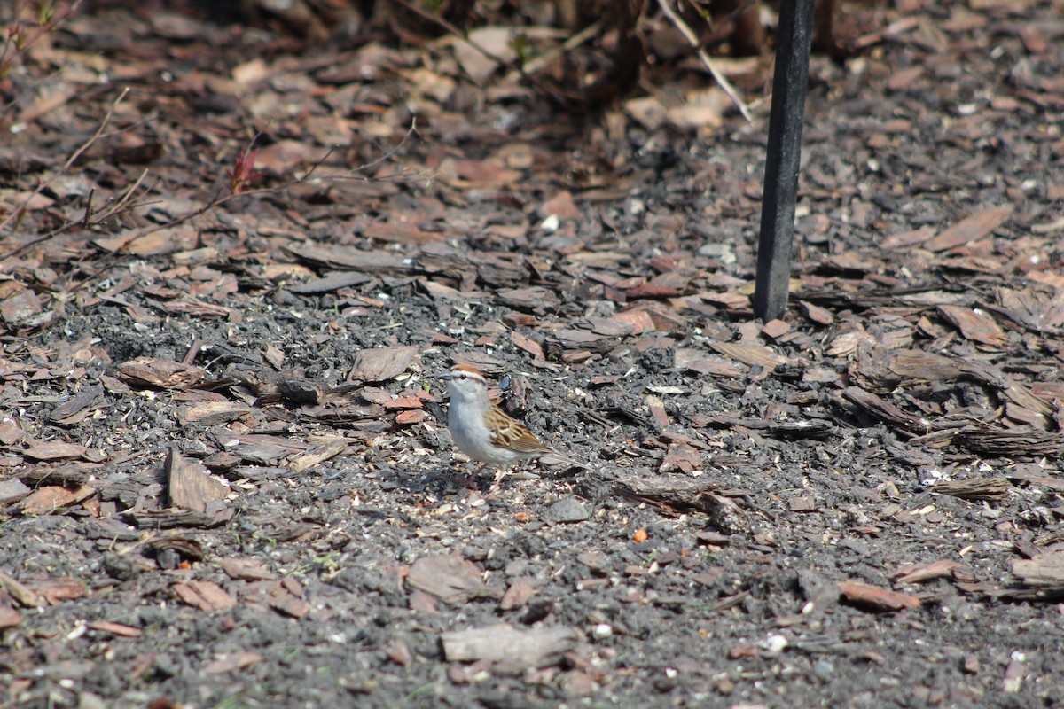 Chipping Sparrow - ML618680860