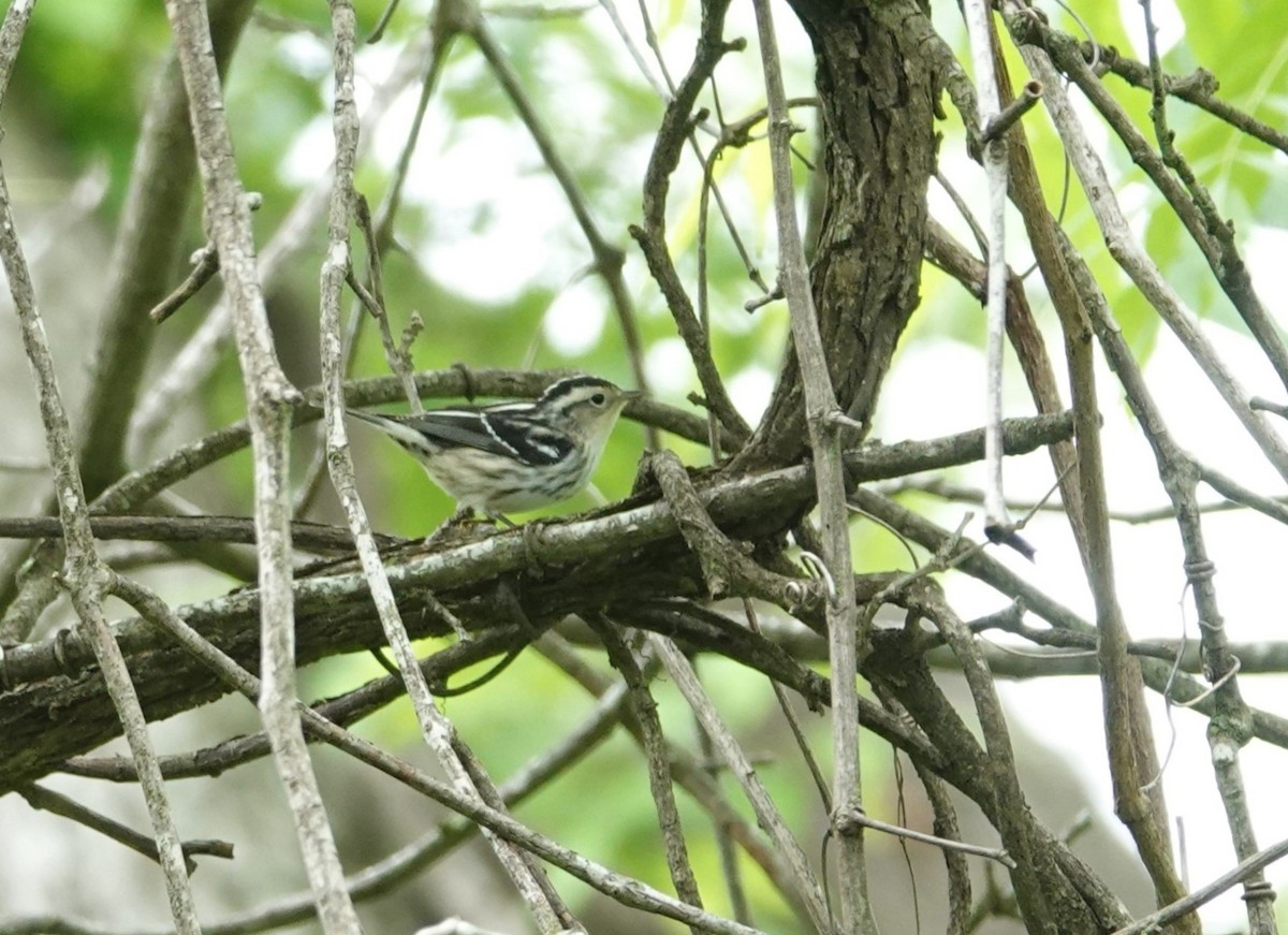 Black-and-white Warbler - ML618680864