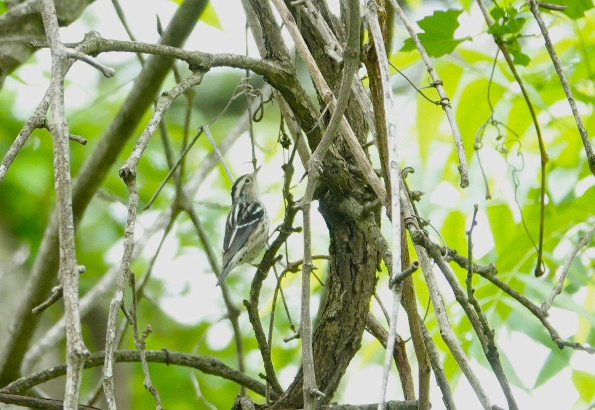 Black-and-white Warbler - ML618680866