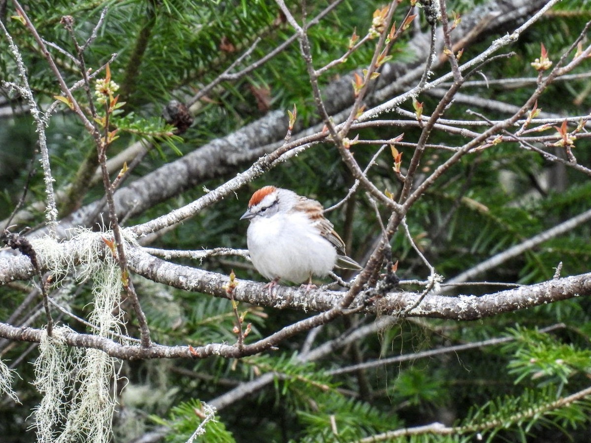 Chipping Sparrow - ML618680908