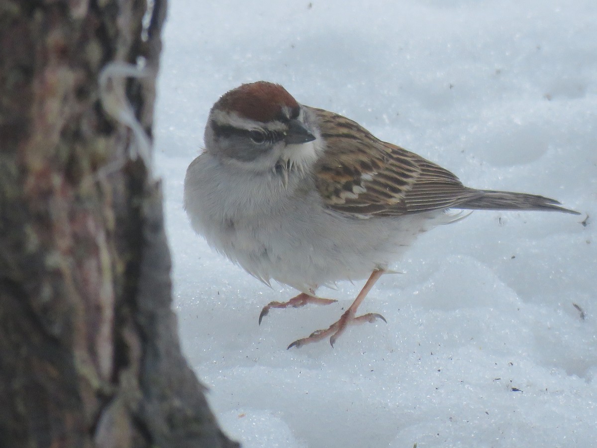 Chipping Sparrow - ML618680916