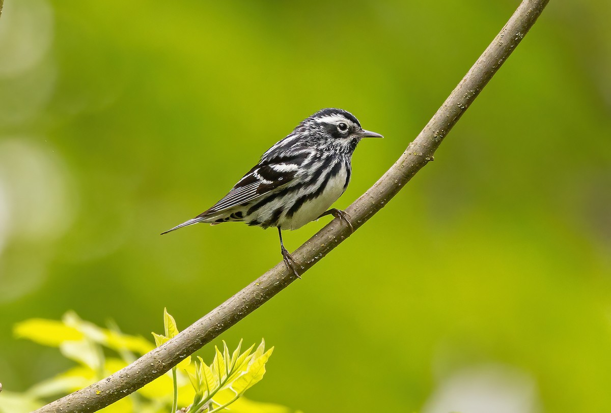 Black-and-white Warbler - ML618680930