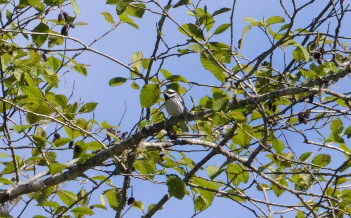 Black-throated Gray Warbler - ML618680931