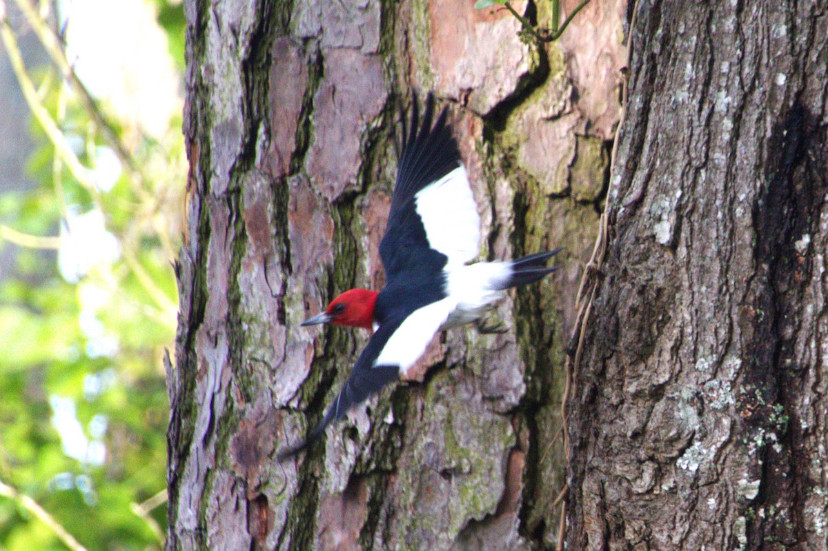 Red-headed Woodpecker - ML618680954