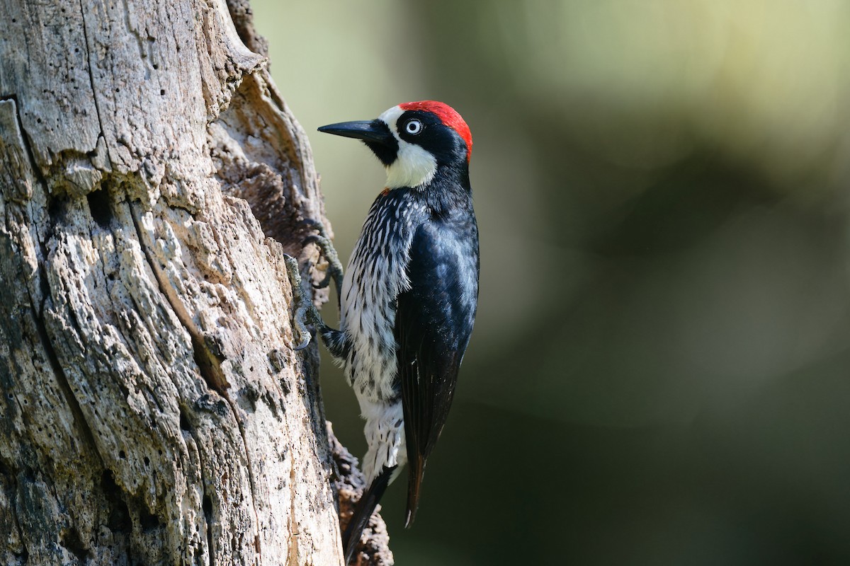 Acorn Woodpecker - ML618680959