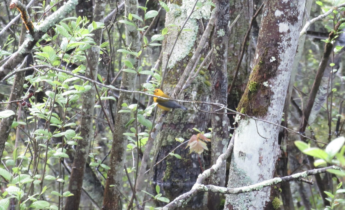 Prothonotary Warbler - ML618680960