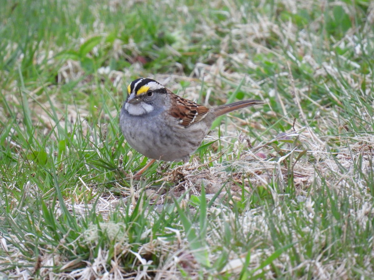 White-throated Sparrow - ML618680966