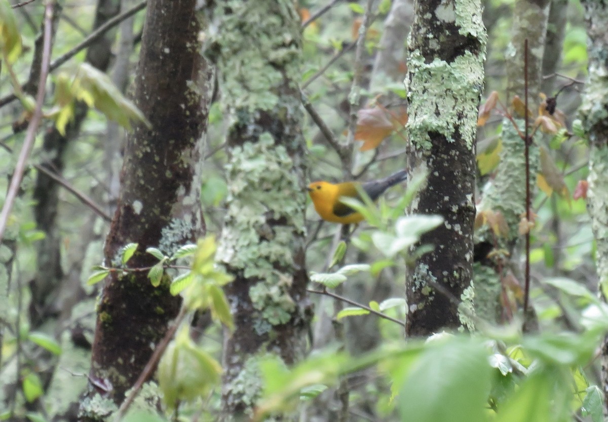 Prothonotary Warbler - ML618680968