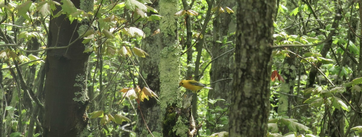 Prothonotary Warbler - ML618680973