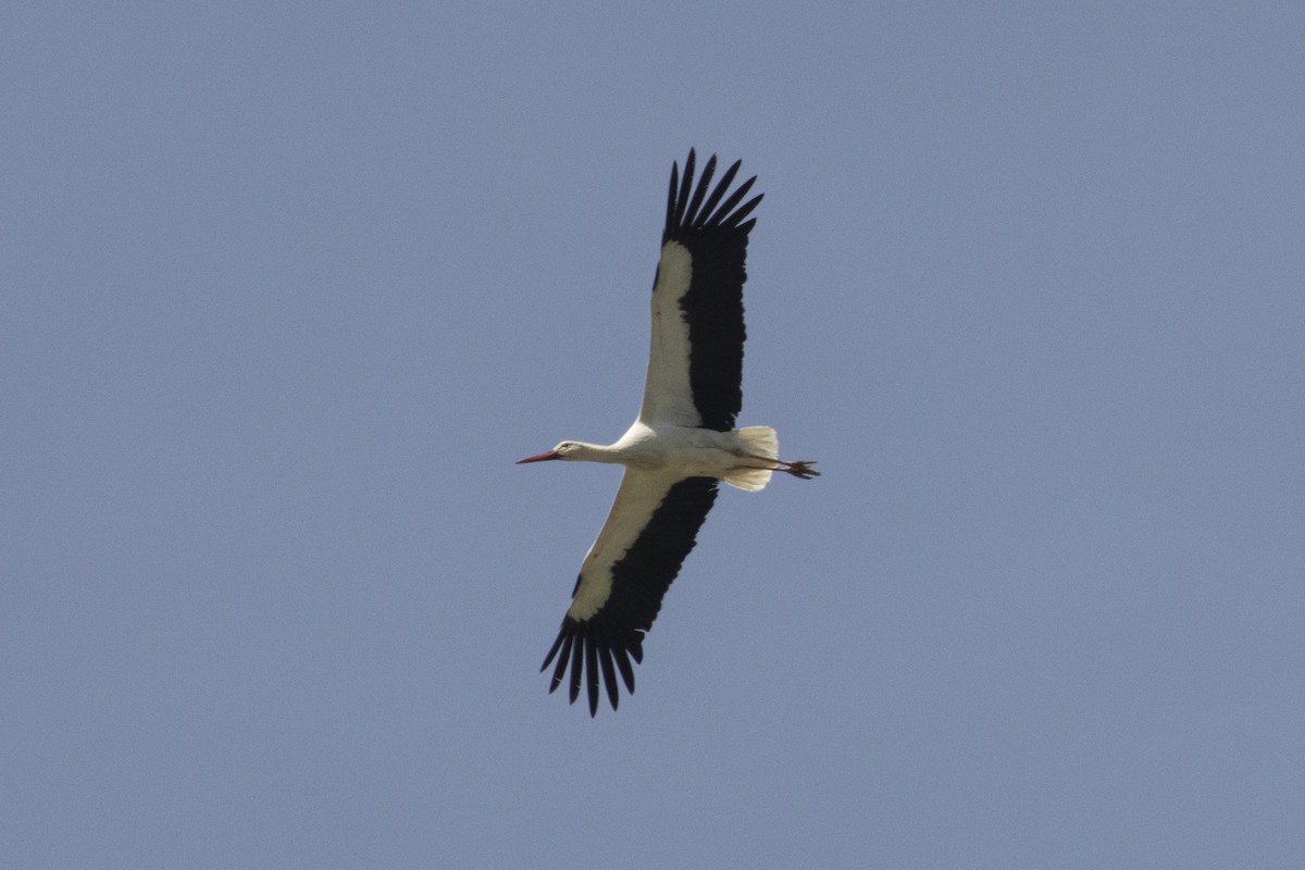White Stork - ML618680980