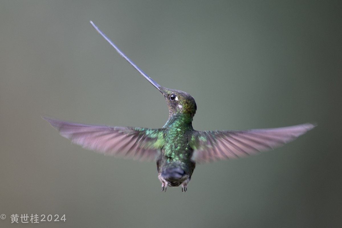 Sword-billed Hummingbird - ML618680993