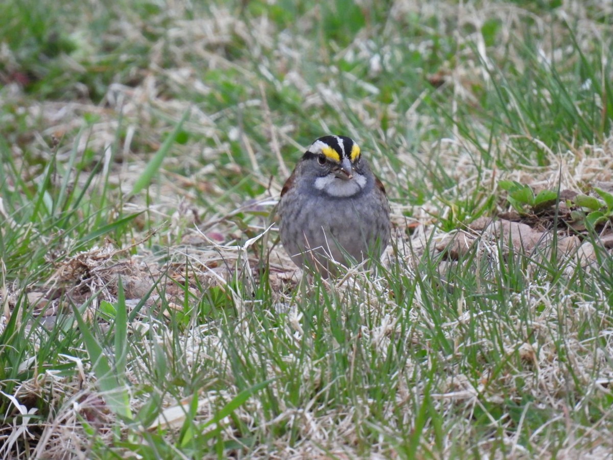 White-throated Sparrow - ML618681006