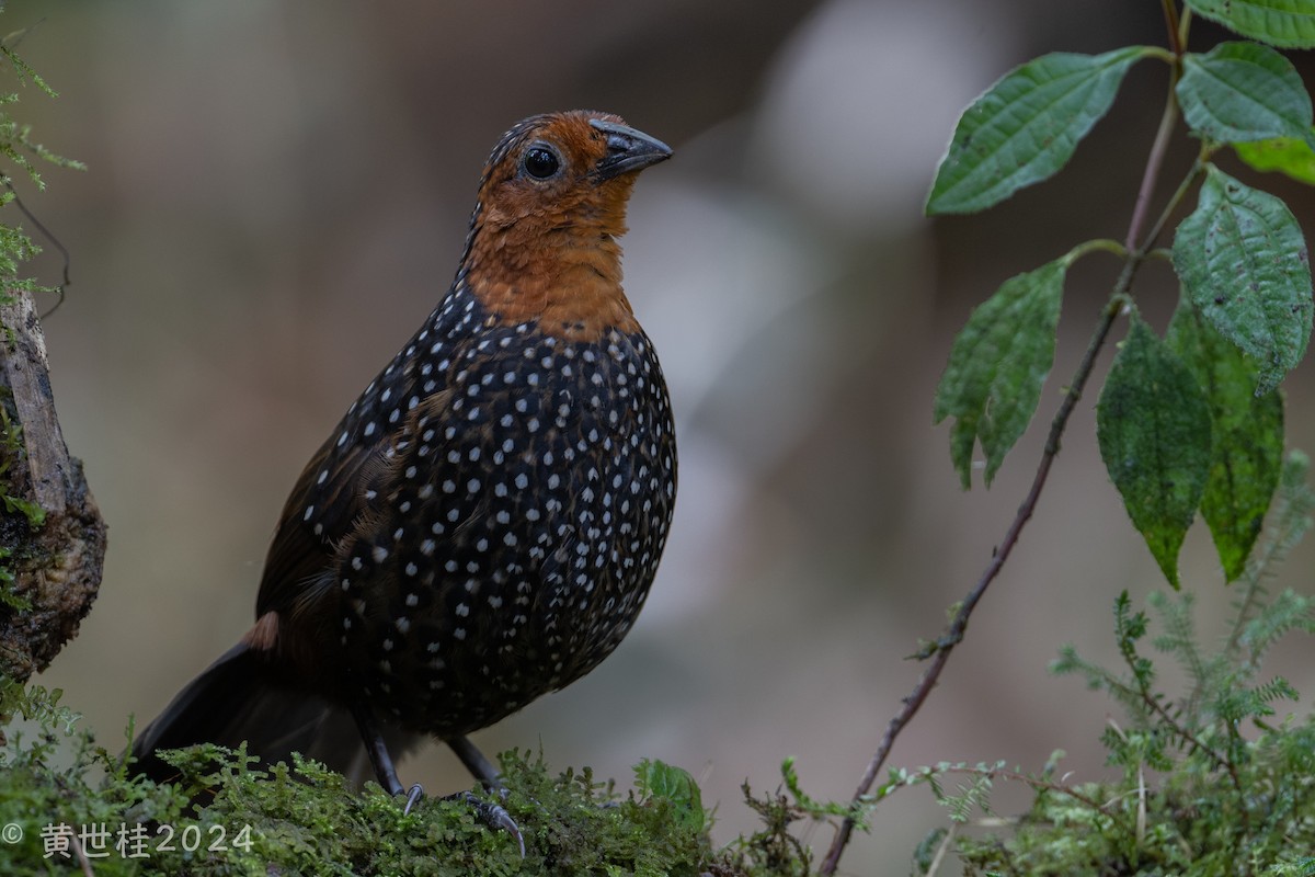 Ocellated Tapaculo - ML618681007