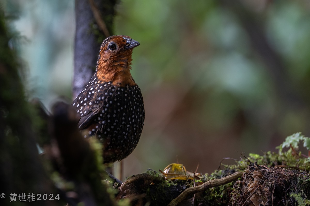 Ocellated Tapaculo - ML618681008