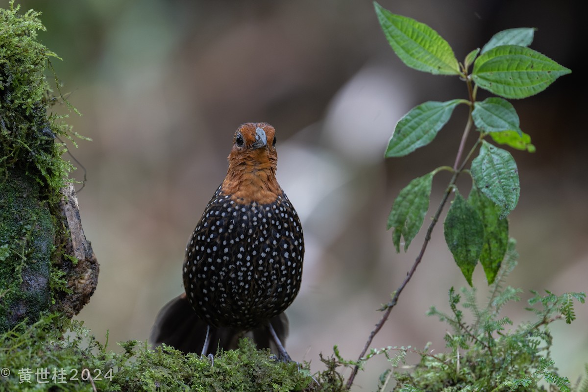 Ocellated Tapaculo - ML618681012