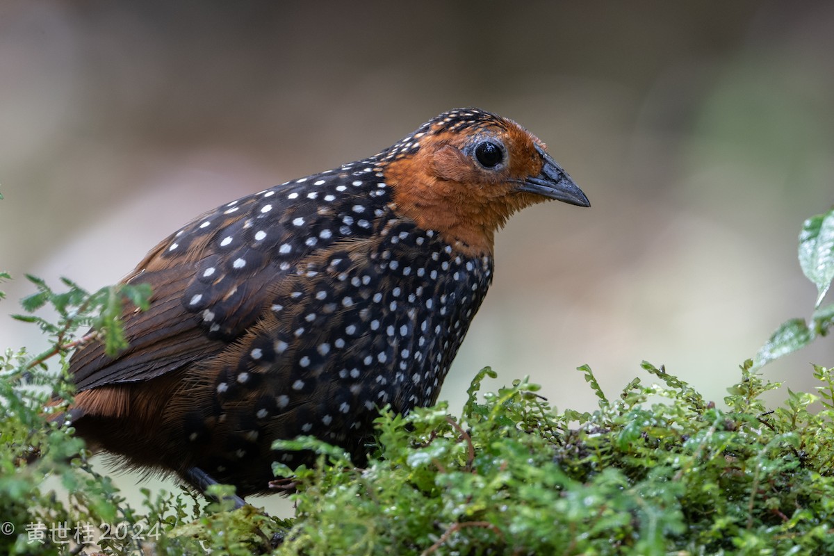 Ocellated Tapaculo - ML618681013