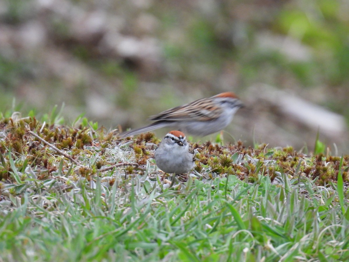 Chipping Sparrow - ML618681042