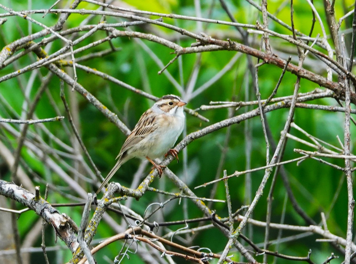 Clay-colored Sparrow - ML618681065
