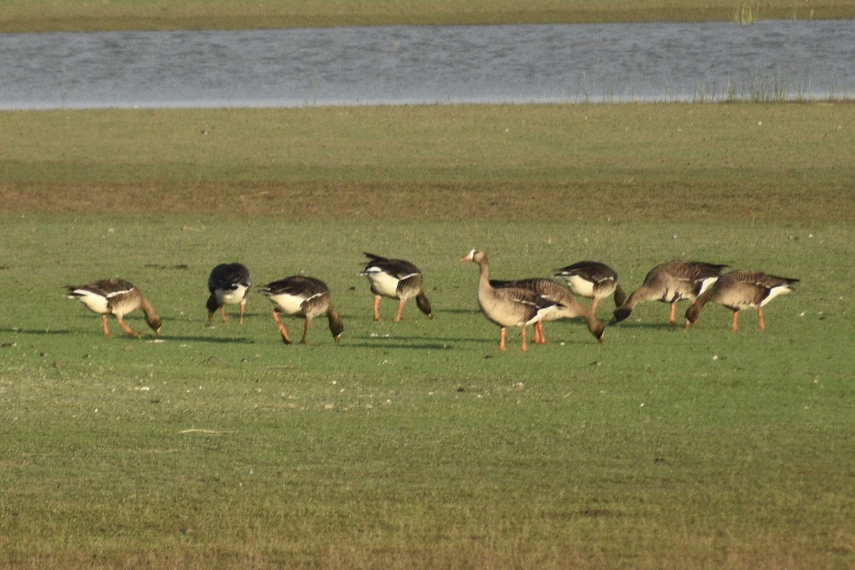 Greater White-fronted Goose - ML618681095