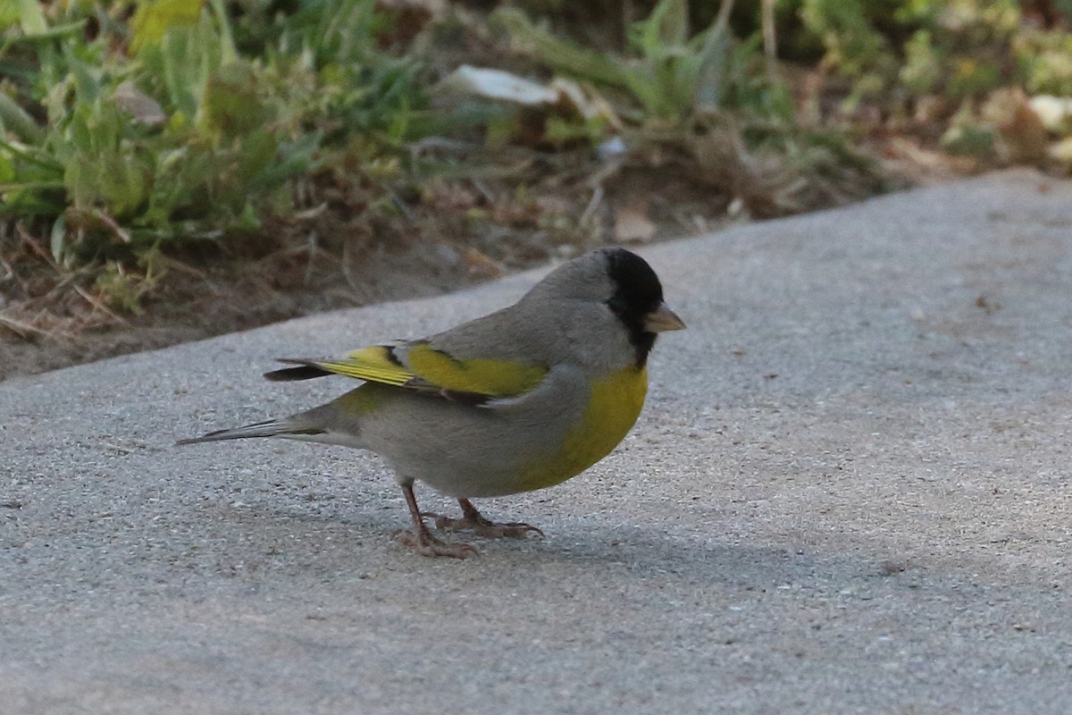 Lawrence's Goldfinch - ML618681107