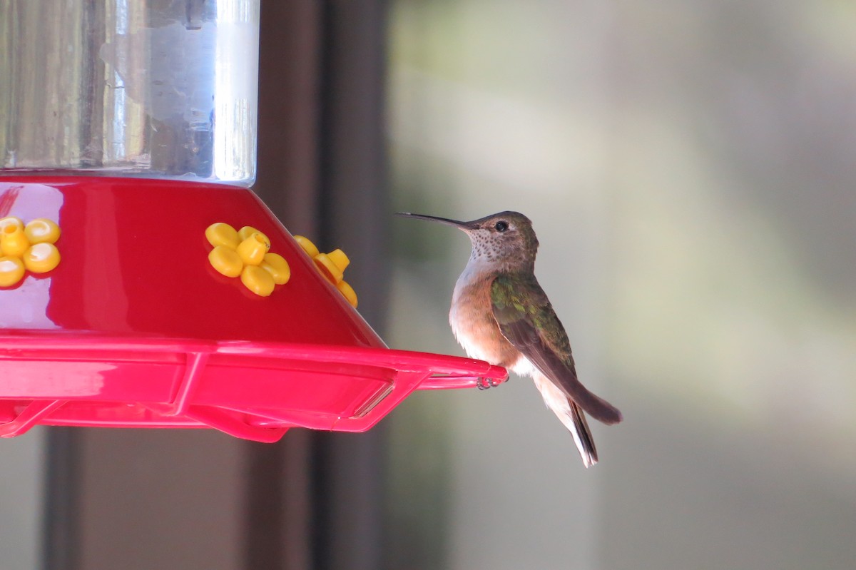 Broad-tailed Hummingbird - Alan Collier