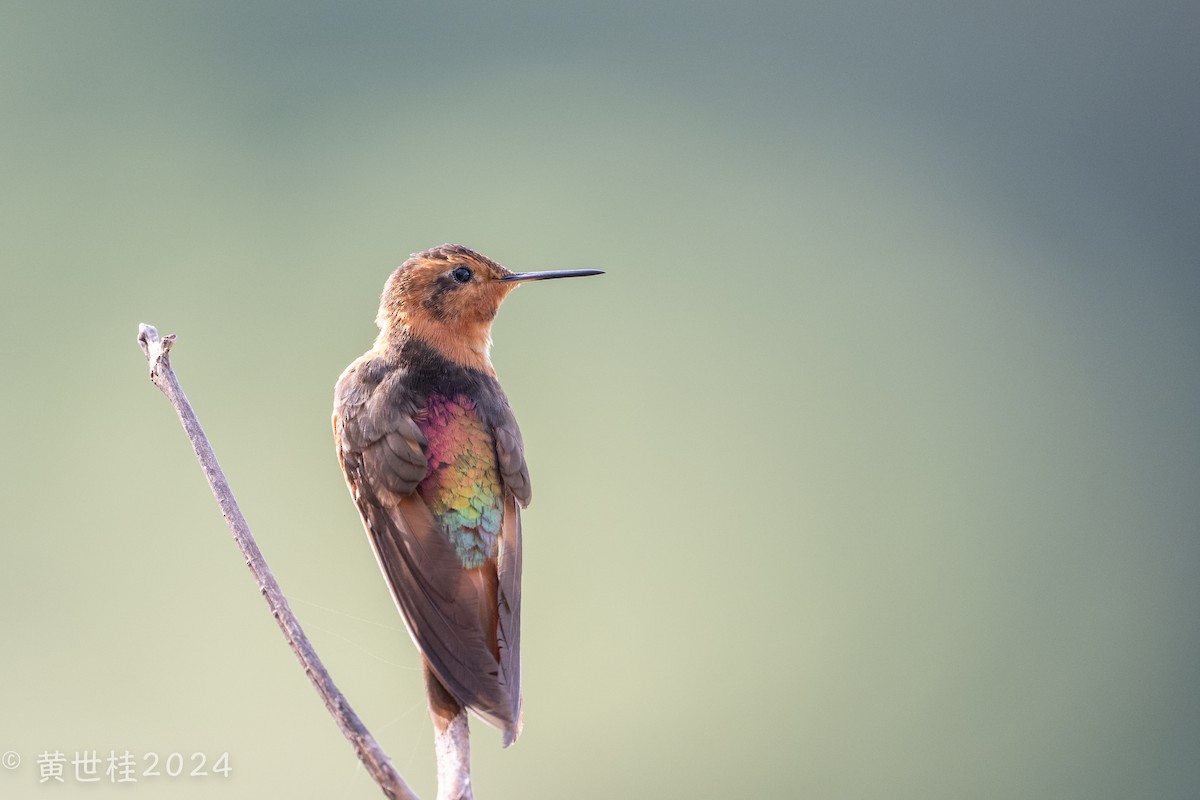 kolibřík duhovohřbetý - ML618681116