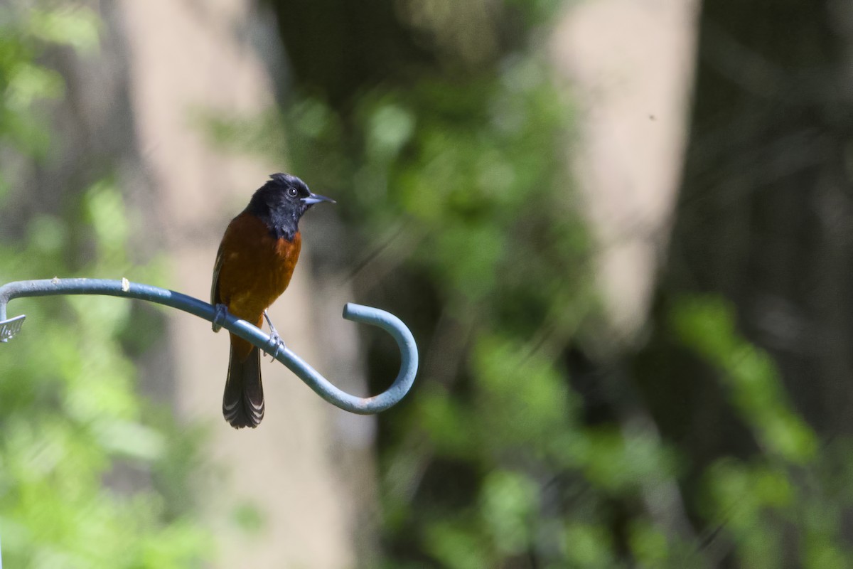 Orchard Oriole - ML618681121