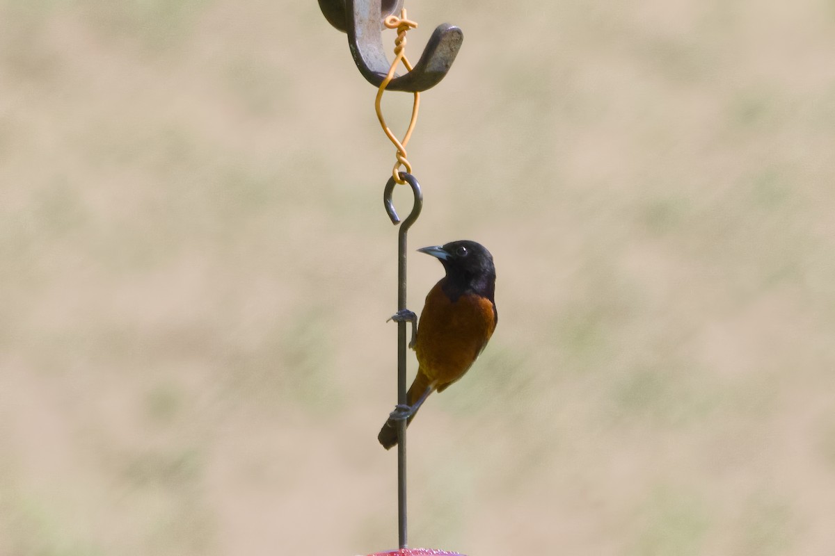 Orchard Oriole - ML618681122