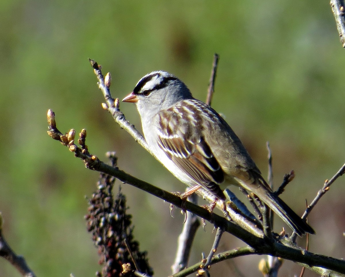 White-crowned Sparrow - ML618681143