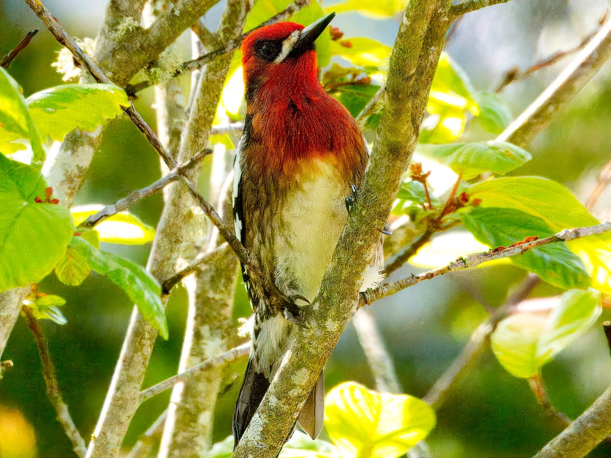 Red-breasted Sapsucker - ML618681149