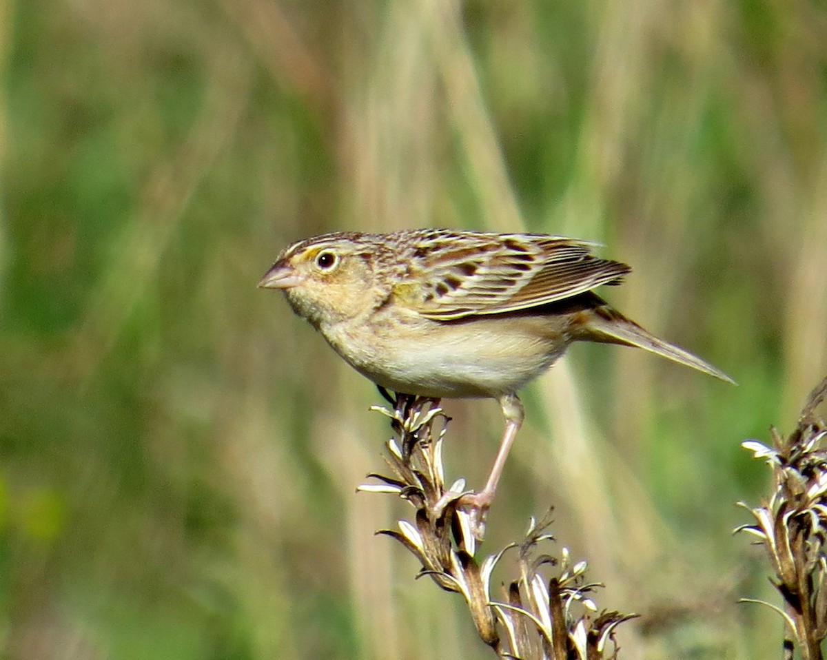Grasshopper Sparrow - ML618681153