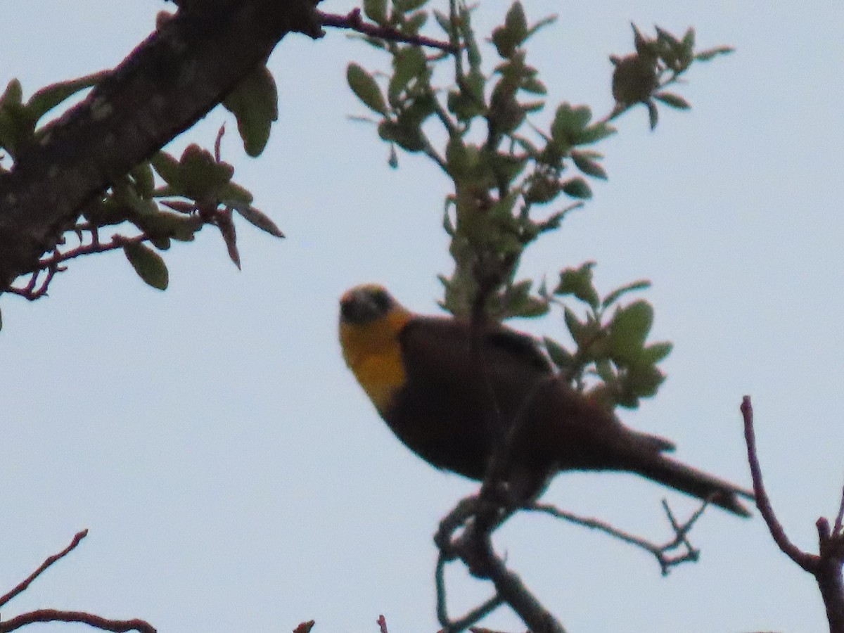 Yellow-headed Blackbird - ML618681159