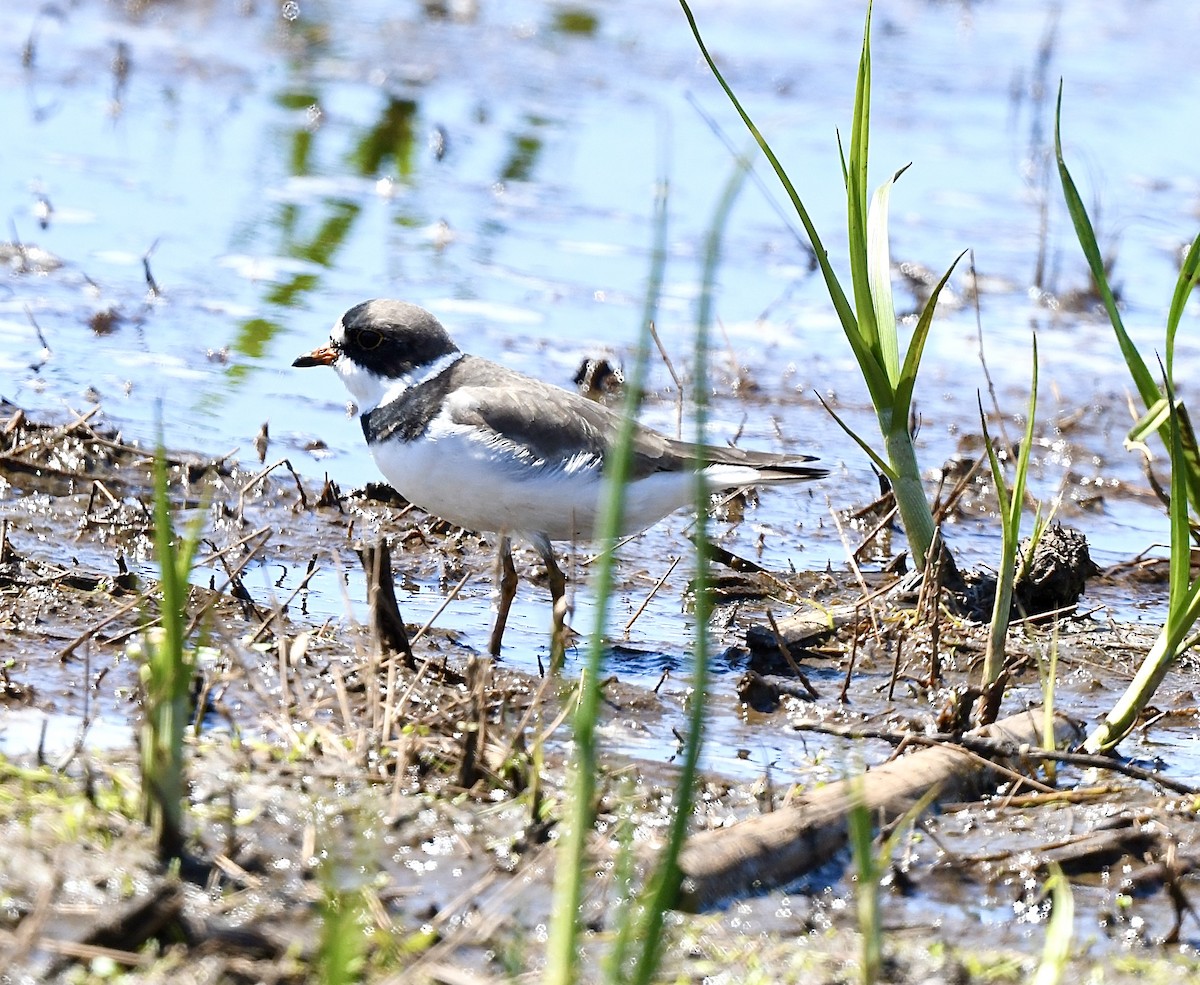 Semipalmated Plover - ML618681177