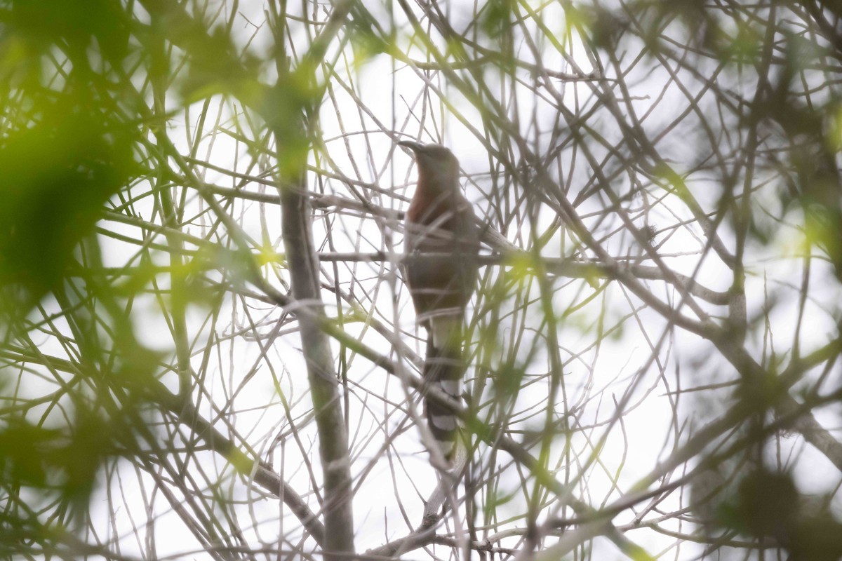Bay-breasted Cuckoo - ML618681197