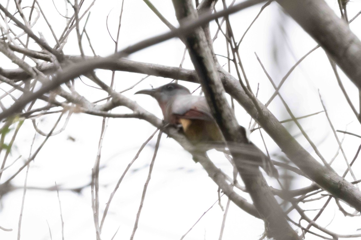 Bay-breasted Cuckoo - ML618681205